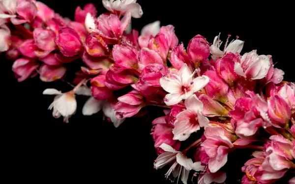 Makro Kilátás Vörös Fehér Virág Növény Jogdíjmentes Stock Fotók