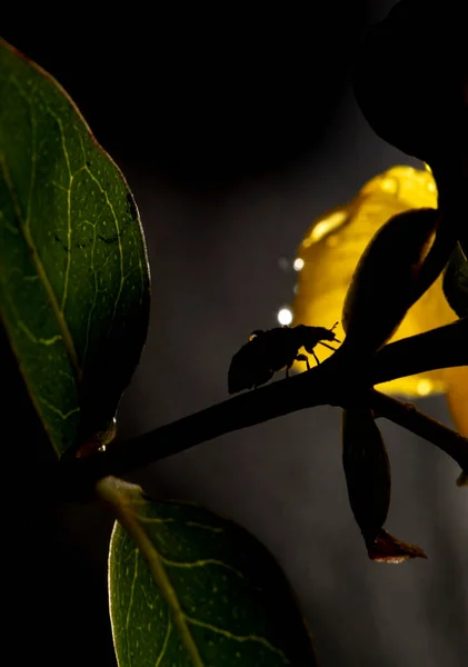 Katicabogár Sárga Virágon Makró Kilátás Portré Éjszakában Stock Kép
