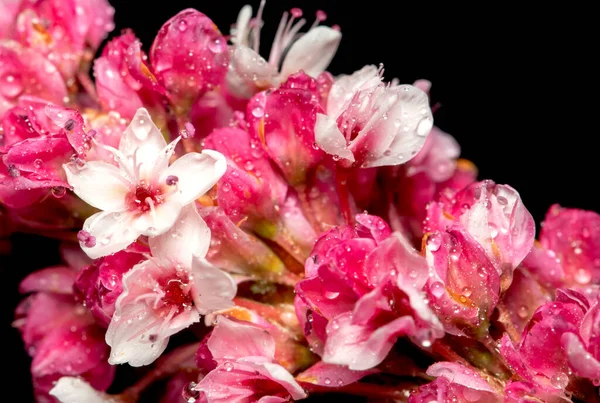 Makro Kilátás Vörös Fehér Virág Növény Stock Kép