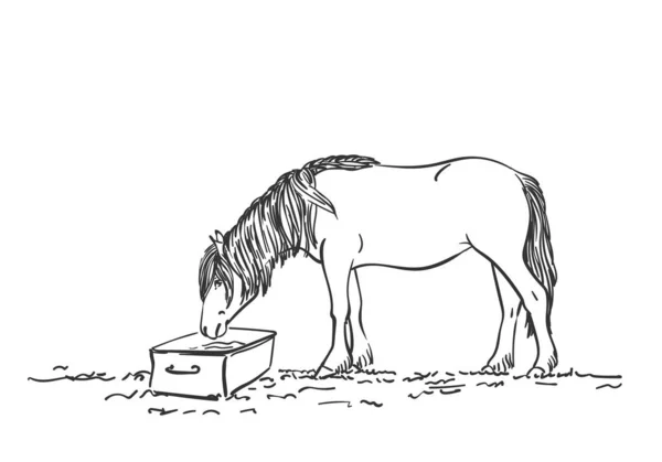 Esboço Cavalo Com Crina Longa Está Bebendo Vector Mão Desenhada — Vetor de Stock