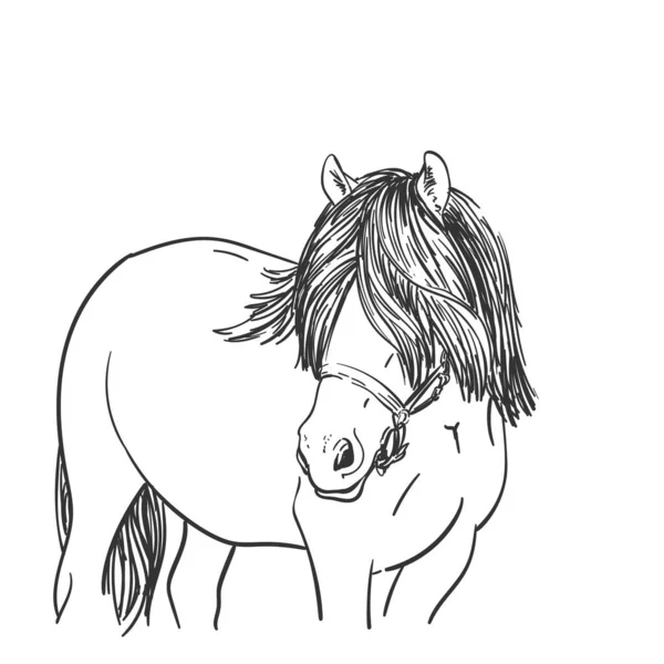 马头素描 长毛蒙眼 北瑞典马品种 矢量手绘图解 — 图库矢量图片