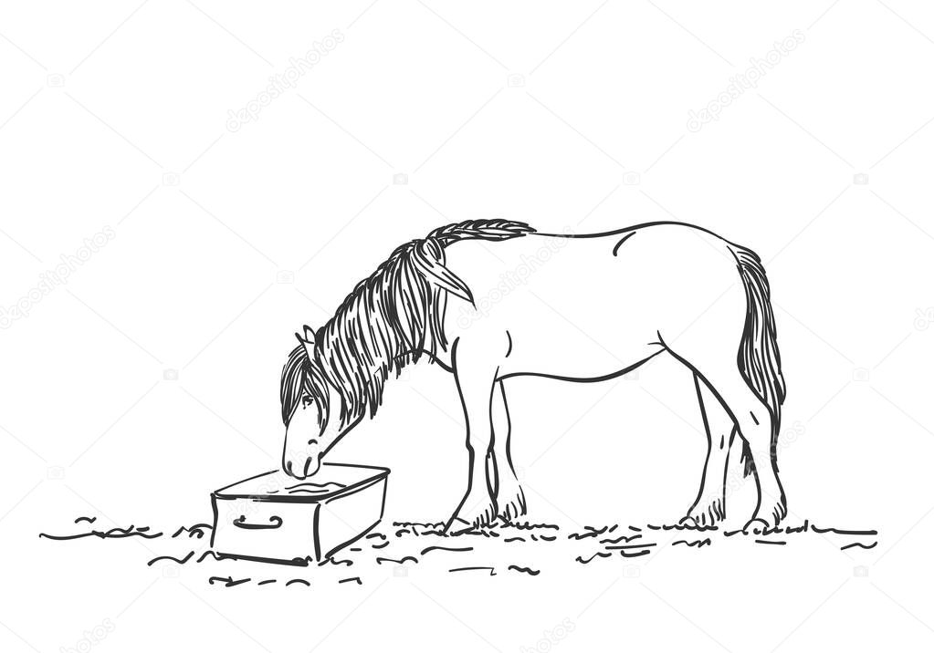 Sketch of horse with long mane is drinking, Vector Hand drawn line art illustration