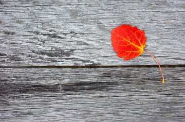 Kopya alanı olan eski ahşap arkaplan üzerinde sonbahar kırmızı yaprağı