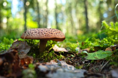 Çimlerin üzerinde vahşi mantar çok kısa odaklı yakın plan fotoğraf