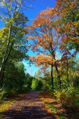 İsveç, Avrupa 'da sonbahar mevsiminde yürüyüş yolu ve güneş ışığı ile renkli sonbahar renklerinde ağaçlar