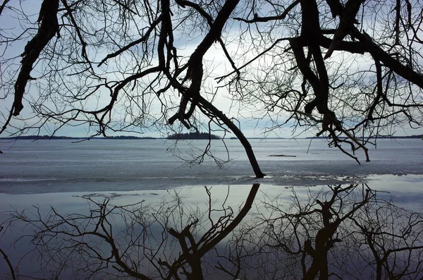 Trees with no leaves perfectly reflecting in half frozen water of Malaren lake in Sweden in early spring