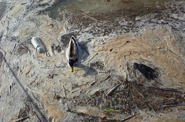 Ente Schwimmt Stark Verschmutztem Wasser — Stockfoto