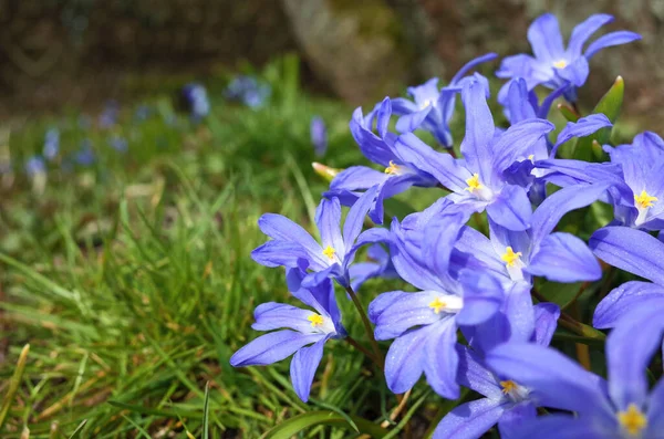 Flores Frágiles Azules Primavera Bosque Escandinavia Primer Plano —  Fotos de Stock