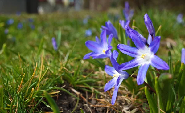 Flores Frágiles Azules Primavera Parque Ciudad Suecia Escandinavia Primer Plano —  Fotos de Stock