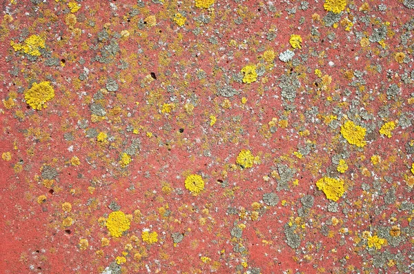 Licheni Gialli Grigi Che Crescono Muri Cemento Rosso — Foto Stock