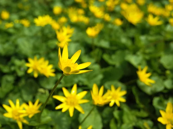 Żółte Marsh Marigold Caltha Palustris Kwiaty Słoneczny Dzień Wiosny — Zdjęcie stockowe