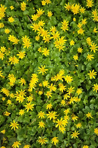 Natur Blommig Bakgrund Gul Kärr Ringblomma Caltha Palustris Blommor Solig — Stockfoto