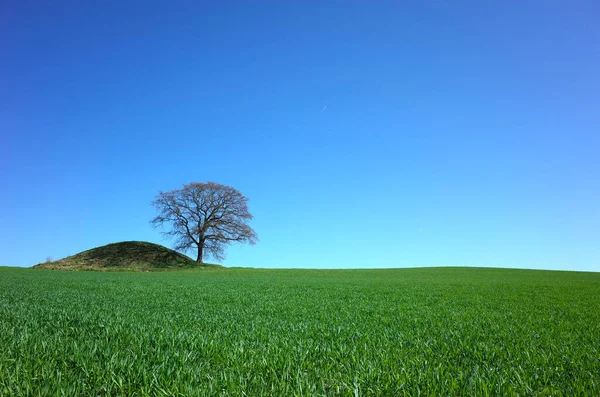 Fondo Naturaleza Perfecta Campo Trigo Verde Fresco Árbol Solitario Junto —  Fotos de Stock