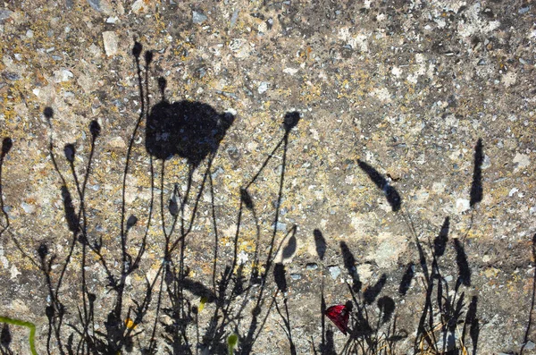 Shadow Poppy Flowers Grey Stone Background — Stock Photo, Image
