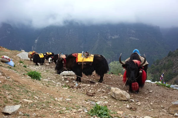 Resting yaks caravan in Himalayas mountains, Sagarmatha national park, Khumbu valley, Nepal