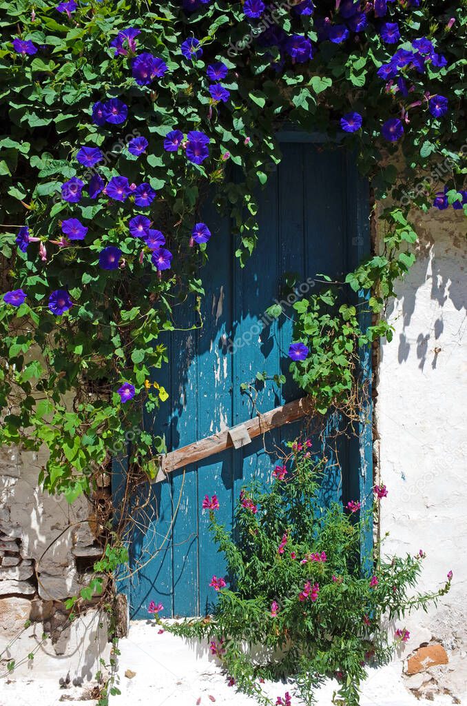 Old blue wooden door overgrown with bindweed on Samos island, Greece