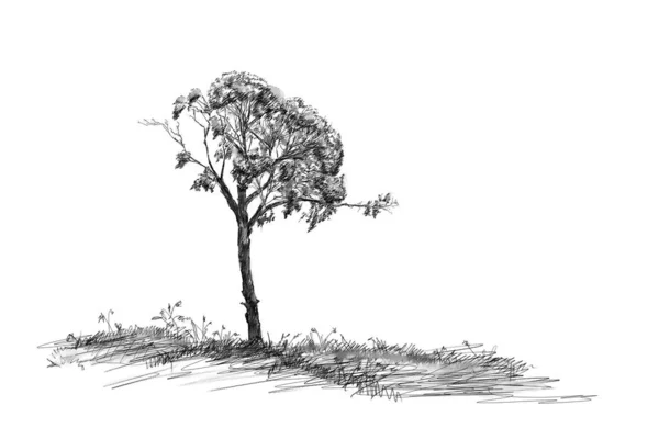 Ανθρακικό Σκίτσο Του Δέντρου Στο Γρασίδι — Φωτογραφία Αρχείου