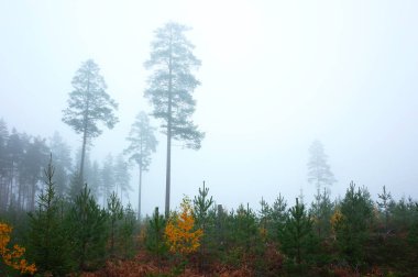 Sisli ekim ortasında kozalaklı bir orman, uzun ve yaşlı ağaçlar ayrı duruyor, İsveç 'in doğası.