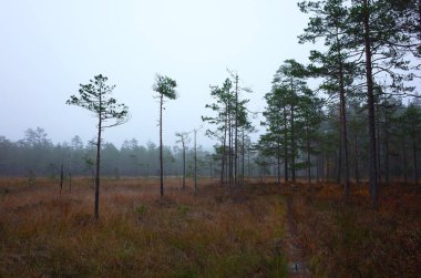 İsveç 'in sonbaharda doğası, Bruksleden' da ender ağaçlarla kaplı ağaçların arasından zor görülebilen bir yürüyüş yolu.
