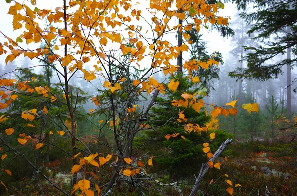 Betulla Con Fogliame Giallo Foresta Conifere Nebbia Svezia — Foto Stock