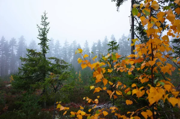 Vidoeiro Com Folhagem Amarela Floresta Coníferas Nevoeiro Suécia — Fotografia de Stock
