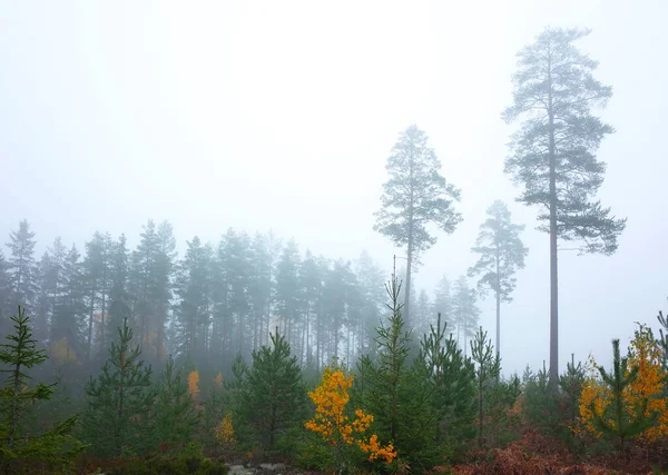 Misty Meio Outubro Floresta Coníferas Com Altas Árvores Velhas Separado — Fotografia de Stock