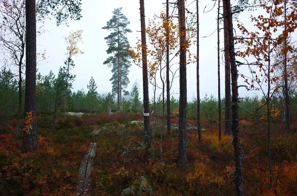 秋の森の中のブルックスレー登山道の木道 スウェーデンの自然 — ストック写真