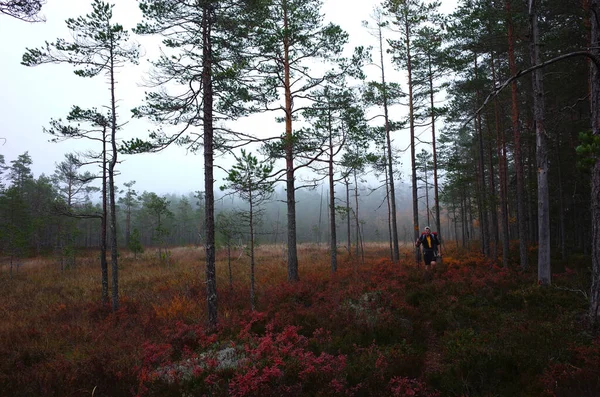 Senderismo Hombre Bruksleden Sendero Bosque Pinos Naturaleza Suecia Otoño —  Fotos de Stock