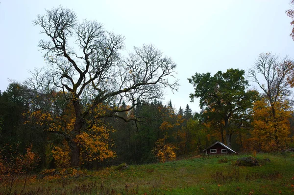 Naturaleza Suecia Otoño Viejo Árbol Arce Pequeña Cabaña Sueca Tradicional —  Fotos de Stock