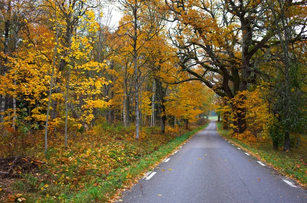 Natuur Van Zweden Herfst Herfst Herfst Landschap Met Lege Weg — Stockfoto