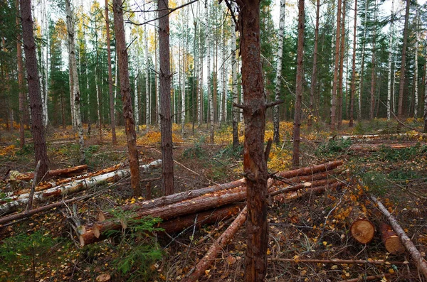 Floresta Com Troncos Árvores Abatidos Pela Indústria Madeireira Natureza Suécia — Fotografia de Stock