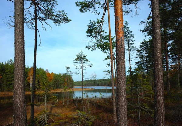 秋のスウェーデンの自然 松の幹 穏やかな湖Bredatjarnenと森 平和的な屋外イメージ — ストック写真