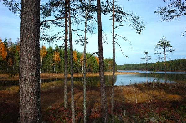 Sveç Sonbaharda Doğası Çam Ağacı Gövdeleri Sakin Bredatjarnen Gölü Ormanı — Stok fotoğraf