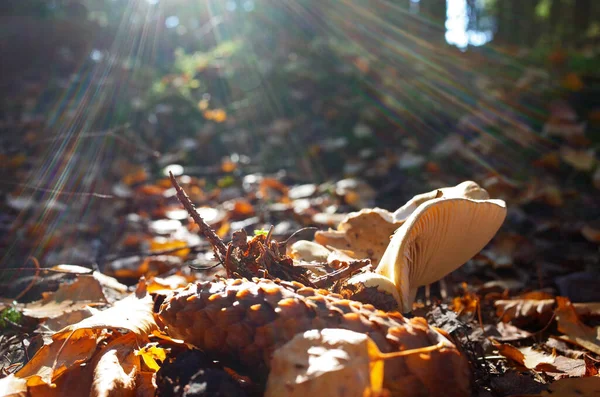 Champignon Lait Lactarius Vellereus Forêt Gros Plan Photo Avec Une — Photo