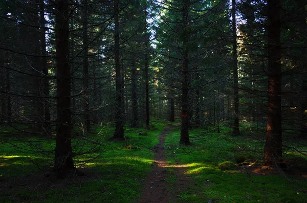Солнечные Лучи Еловом Лесу Природа Швеции Пешеходная Тропа Брукследен — стоковое фото