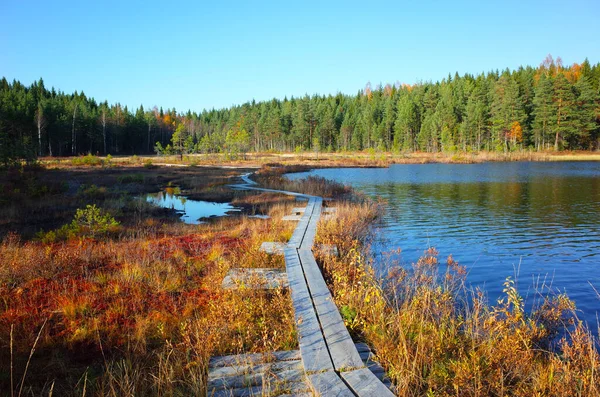 Природа Швеции Осенью Тропа Вудена Спокойном Озере Стора Аббаджарб Миролюбивый — стоковое фото