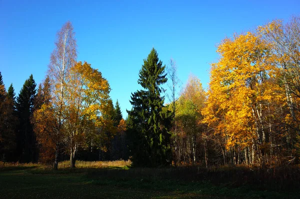 Natur Schwedens Herbst Bäume Mit Gelbem Laub Wald Bei Lindbostugan — Stockfoto