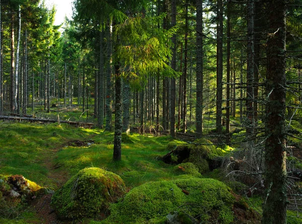 Sendero Apenas Visible Sobre Musgo Verde Bosque Abetos Naturaleza Suecia —  Fotos de Stock