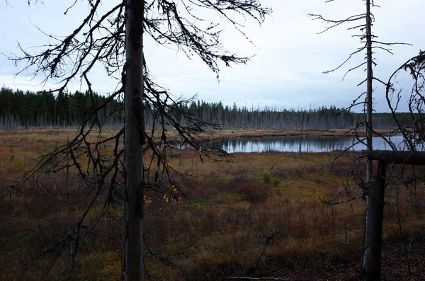 Сухие Мертвые Деревья После Лесного Пожара Швеции Вдоль Пешеходной Тропы — стоковое фото