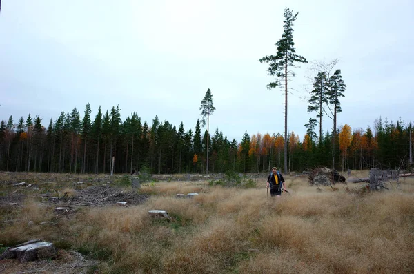Природа Швеции Осенью Человек Прогуливается Вырубленному Лесу Несколькими Высокими Деревьями — стоковое фото