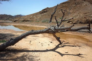 Arap yarımadası manzarası, Çöldeki ölü ağaç, Fujairah, Birleşik Arap Emirlikleri                                    