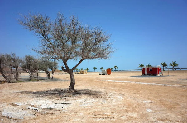 Çöl çevresindeki ağaç, Dibba sahilindeki piknik alanı Umman Körfezi kıyısı, Fujairah, Birleşik Arap Emirlikleri. Arap yarımadası manzarası