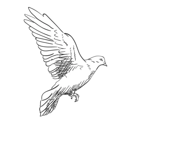 Schizzo Uccello Piccione Che Vola Illustrazione Disegnata Mano — Vettoriale Stock