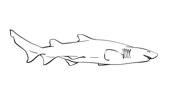 Bosquejo Tiburón Ilustración Lineal Dibujada Mano — Archivo Imágenes Vectoriales