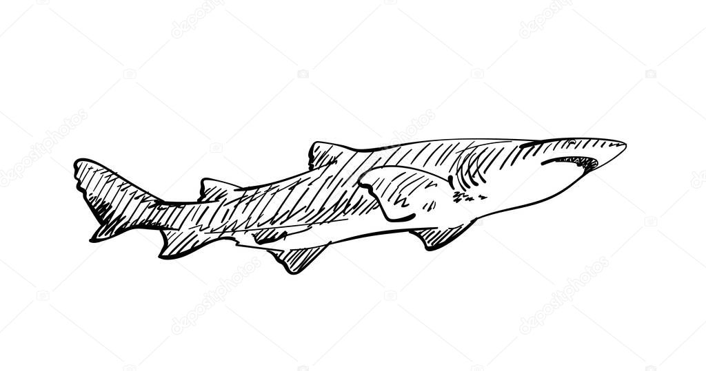 Sketch of shark, Hand drawn illustration with hatched shades