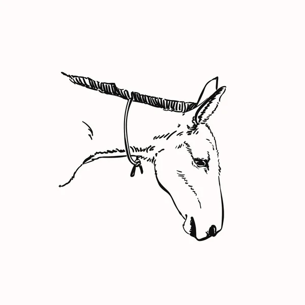 Mule Head Vector Sketch Hand Draw Linear Illustration — 스톡 벡터