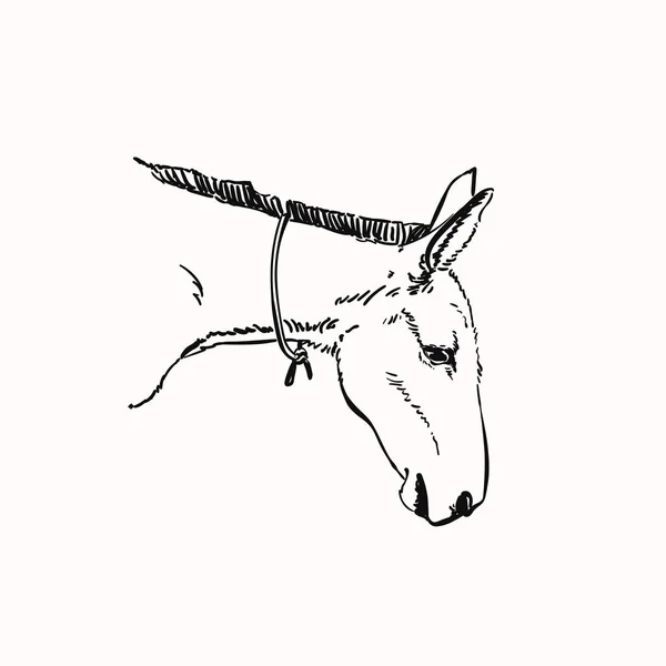 Mule Huvud Vektor Skiss Hand Ritad Linjär Illustration — Stock vektor