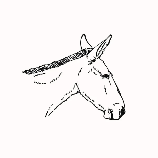 Mule Huvud Vektor Skiss Hand Ritad Linjär Illustration — Stock vektor