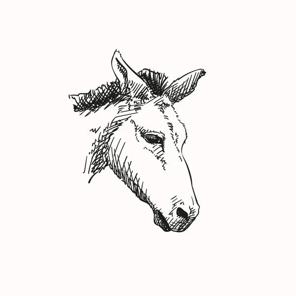 Mule Huvud Vektor Skiss Hand Ritad Illustration — Stock vektor