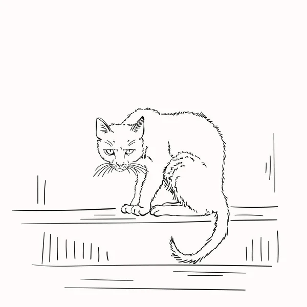 Náčrt Děsivé Sedí Ošuntělá Kočka Vypadá Šíleně Ručně Kreslené Vektorové — Stockový vektor